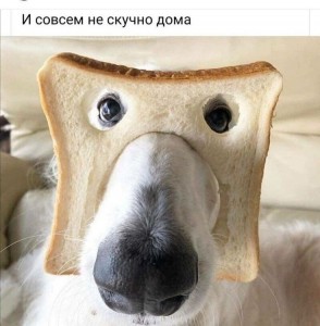 Создать мем: собака с хлебом на морде, собака морда, смешной пес