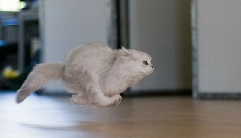 Create meme: running cat, cat , cat 