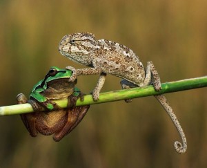Создать мем: плотоядная лягушка, картинка жабы две, ящерица лягушка картинки