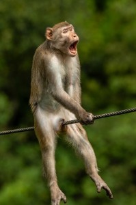 Create meme: monkeys, macaque monkey