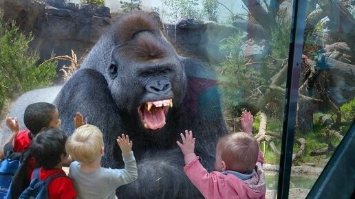 Создать мем: горилла в московском зоопарке, горилла в зоопарке, горилла смешная