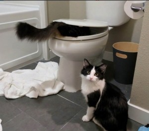 Создать мем: кот ходит в человеческий туалет, туалет для кошек, кошачий унитаз