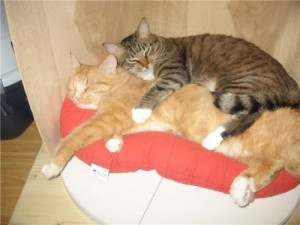 Create meme: spathi, kitties cuddling, kittens cuddling pictures