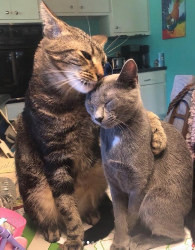 Создать мем: женатый кот, кот обнимает кота, кошечка