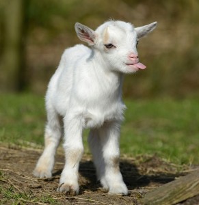 Create meme: white goat, little kids, cute kids