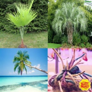 Создать мем: равенала, пальма, palm tree