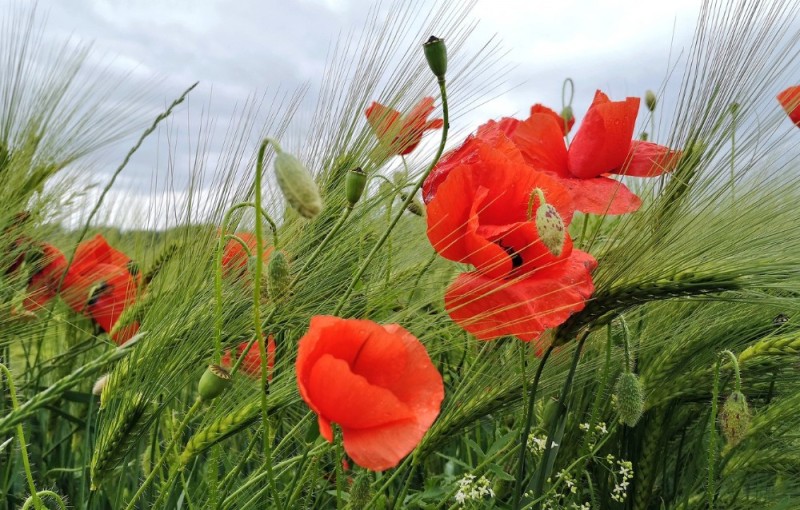 Create meme: poppy field, wild flowers , scarlet poppies