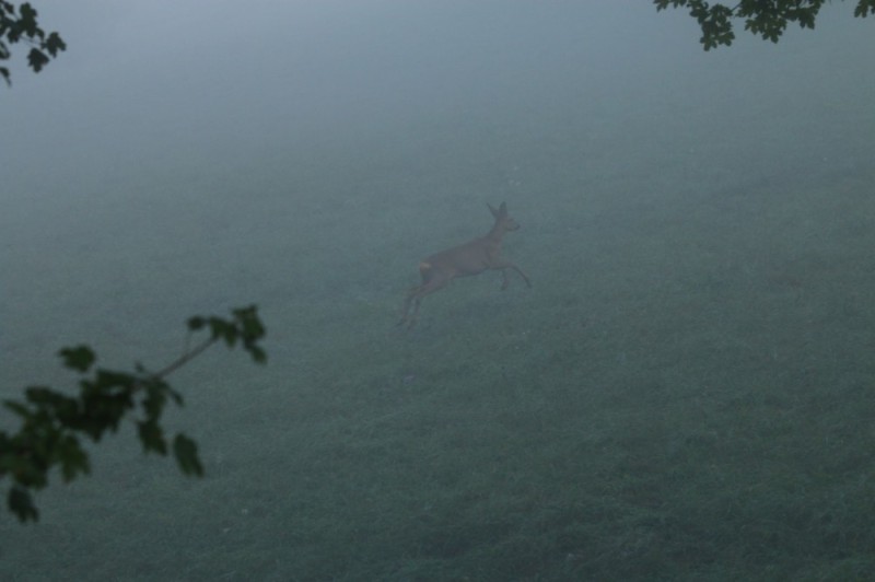 Create meme: deer , running deer, Deer in the fog