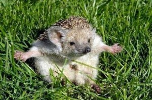 Create meme: hedgehog in the grass, long-eared hedgehog, hedgehog
