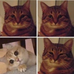 Создать мем: милые мемы с котиками, кот и кошка мем, довольный кот мем