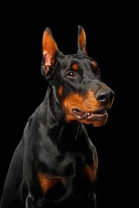 Create meme: Doberman Pinscher