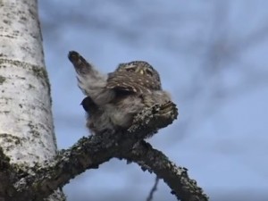 Create meme: sychik, passerine sychik, pygmy owl