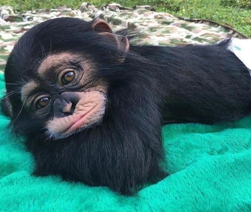 Создать мем: обезьяна засыпает, милая мартышка, маленький шимпанзе