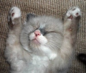 Create meme: the baby is sleeping, cat hands up, the kitten surrenders