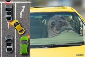 Create meme: traffic, behind the wheel, Seal driving