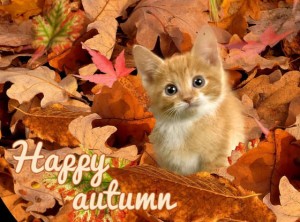 Создать мем: осень фото с котятами, позитив открытки с осенью, фото рыжие кошки осенью