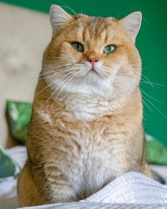Создать мем: кошка британская шиншилла, золотая британская шиншилла, британская шиншилла