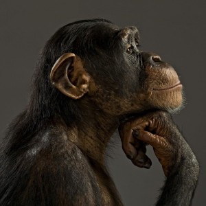 Создать мем: обезьяна шимпанзе, задумчивый шимпанзе, саша грей