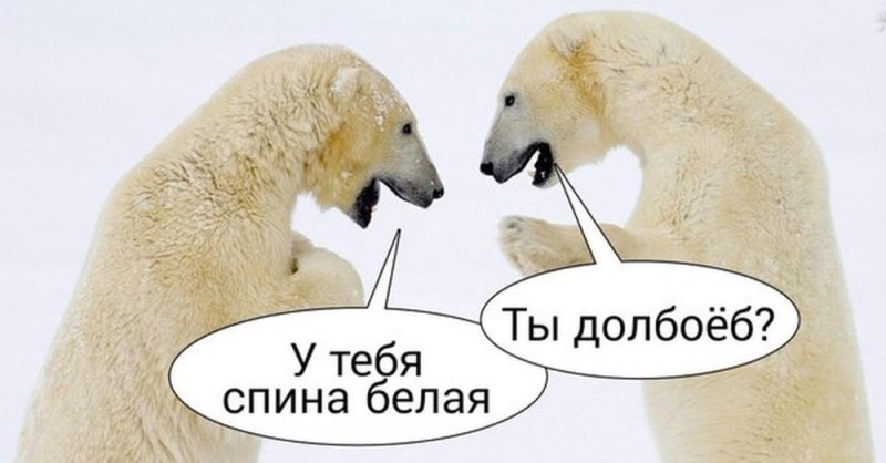 Create meme: polar bear , Your back is white on April 1st, polar bear meme