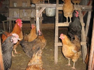 Create meme: coop, laying hens, chickens in the coop