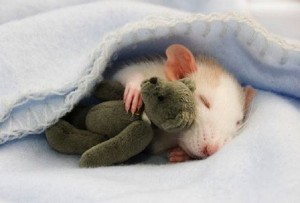 Создать мем: спящая мышка, две милые крыски, две крыски