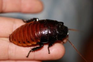 Создать мем: таракан, самый большой таракан, мадагаскарский таракан рыжий большой