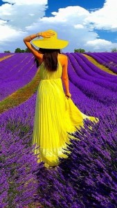 Create meme: lavender fields, lavender field