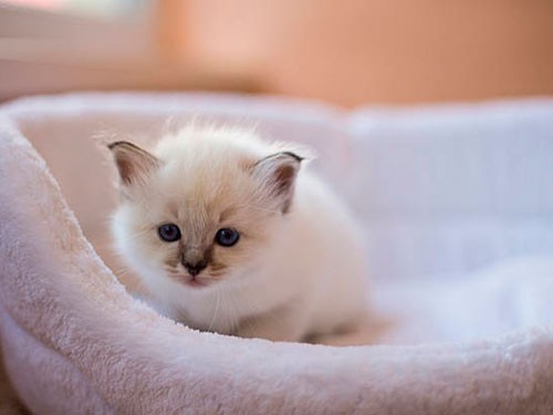 Create meme: cute kittens , fluffy kittens , animals 