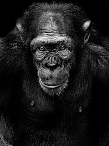 Создать мем: грозная горилла, горилла портрет, горилла черно белая