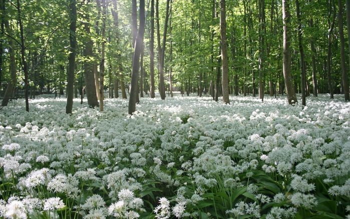 Создать мем: весна лес, черемша в лесу, весенний лес