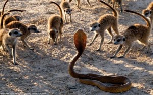 Create meme: meerkats hunt for Cobra video, meerkats prey on spiders, meerkats vs Cobra