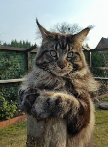 Create meme: Maine Coon