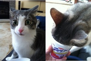 Create meme: Yes, it's not nonsense, meme cat in sour cream, meme cat 