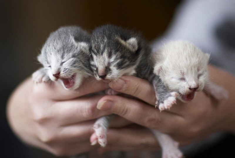 Создать мем: детеныш кошки, cute new born kitten, новорожденные котята