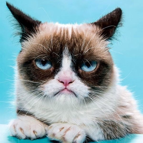 Создать мем: сердитый кот вид спереди, недовольный кот grumpy cat, недовольный кот