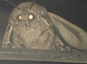 Создать мем: creatures anathema, насекомые, moth