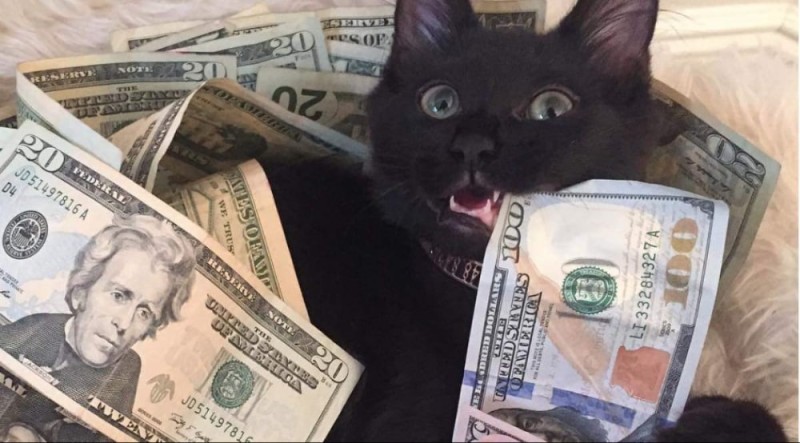 Создать мем: денежный кот, котик с деньгами, кот богатый
