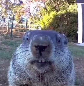 Создать мем: животные, сурок, hungry groundhogs