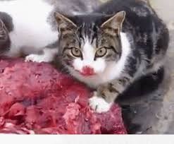 Создать мем: кот людоед, Кошка, кот ест мясо кровь