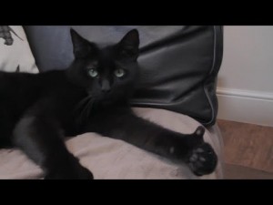 Создать мем: котенок черный, чёрная кошка, кот