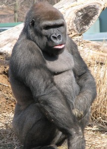 Create meme: gorilla, Western gorilla, the male gorilla