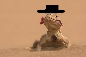 Create meme: laughing lizard, lizard meme, a lizard in the desert