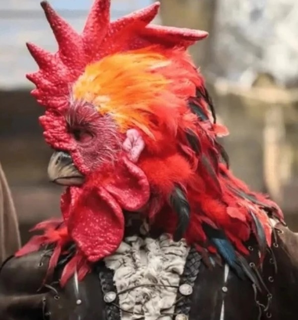 Create meme: rooster , angry rooster, The cockerel