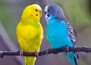 Создать мем: волнистый попугай описание, волнистый попугай самец, волнистый попугайчик самец