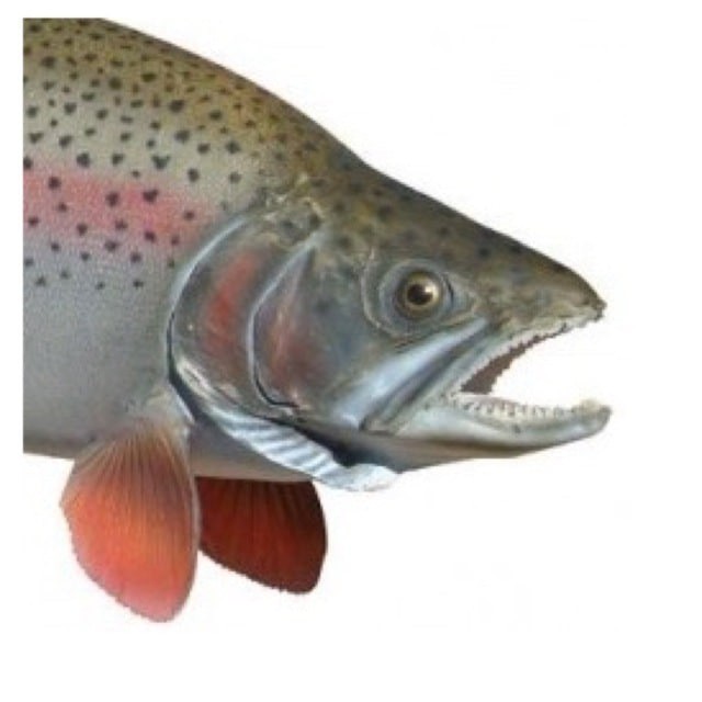 Create meme: trout , trout fish , salmon 