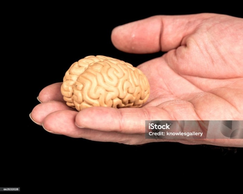 Create meme: brain , brain , the human brain