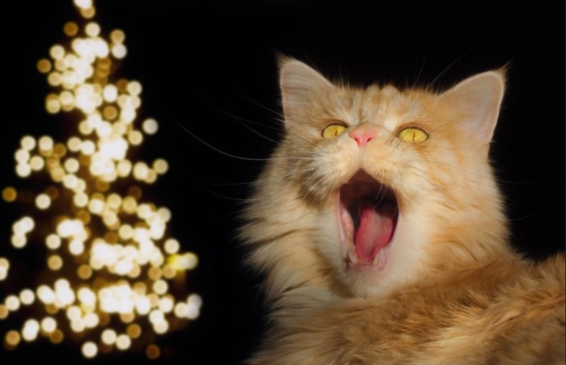 Создать мем: елка с огоньками, рыжий кот смешной, зевающая кошка