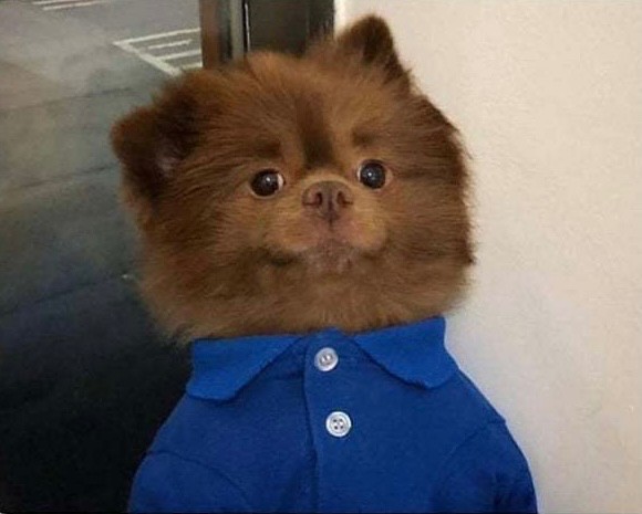 Create meme: chocolate pomeranian, pomeranian chocolate pomeranian, Pomeranian 