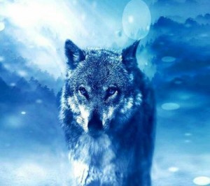 Создать мем: обои волк galaxy, wolf, голубоглазый волк