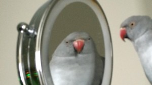 Create meme: parrot meme, meme with a parrot and mirror
